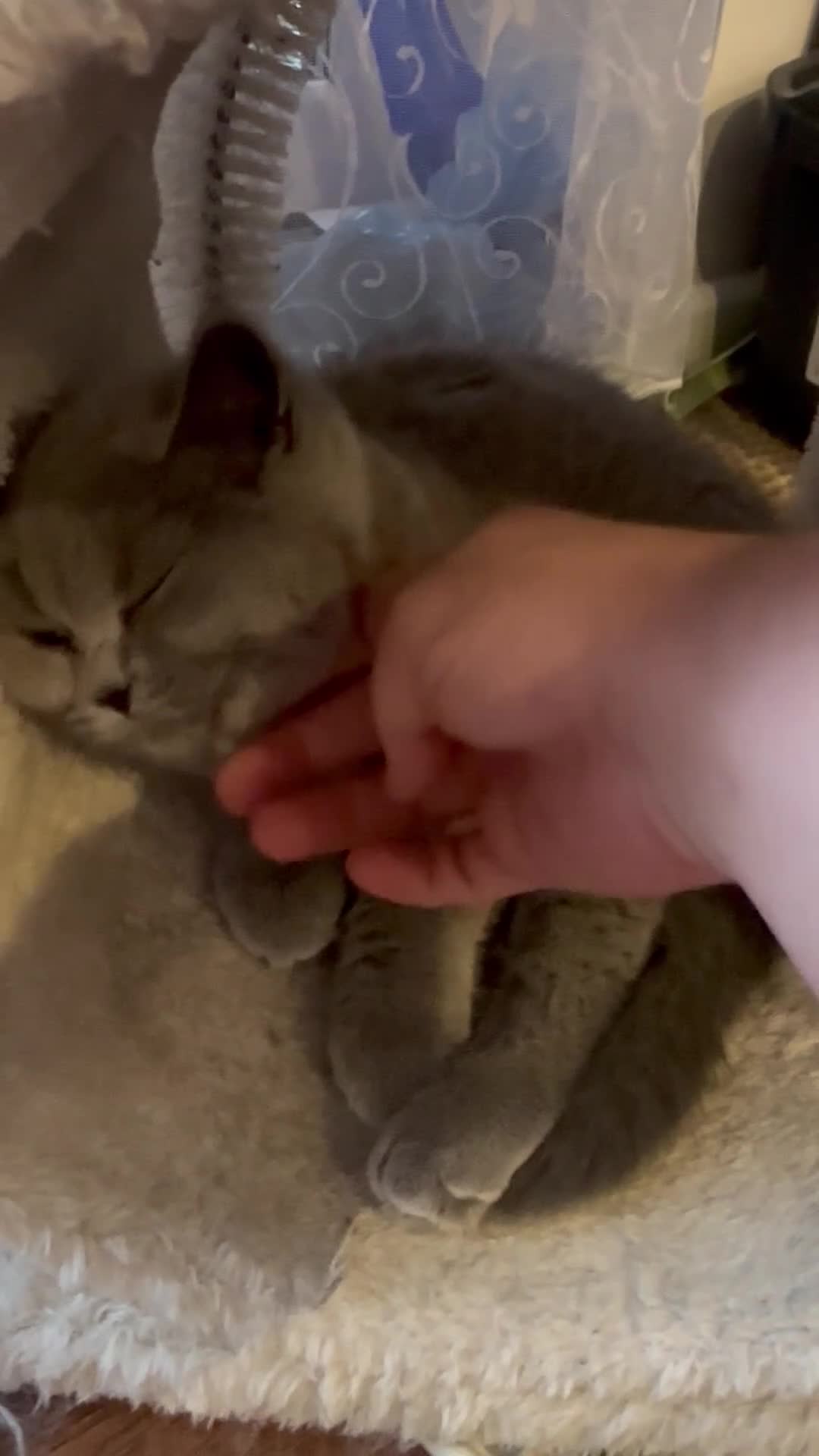 British Shorthair cats for sale: Reduced  to £600 - Video 2
