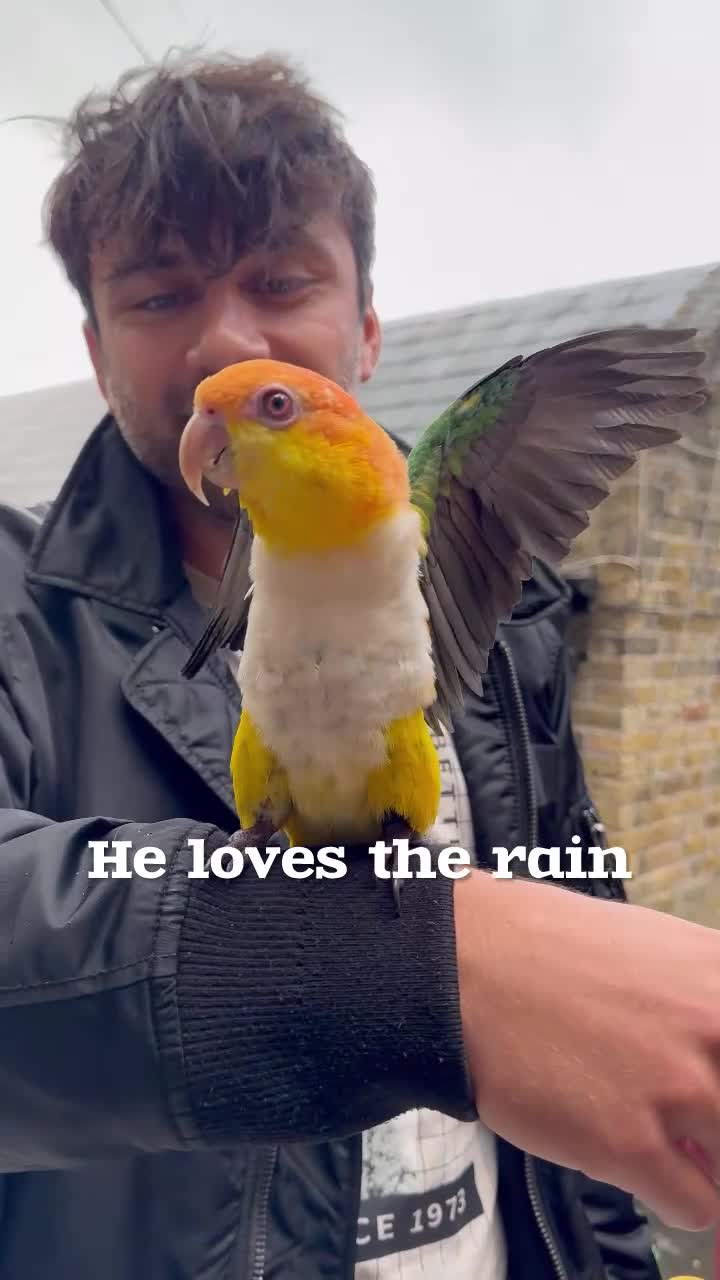 Parrots birds for sale: Caique (Orange-Headed) Parrot - Video 3