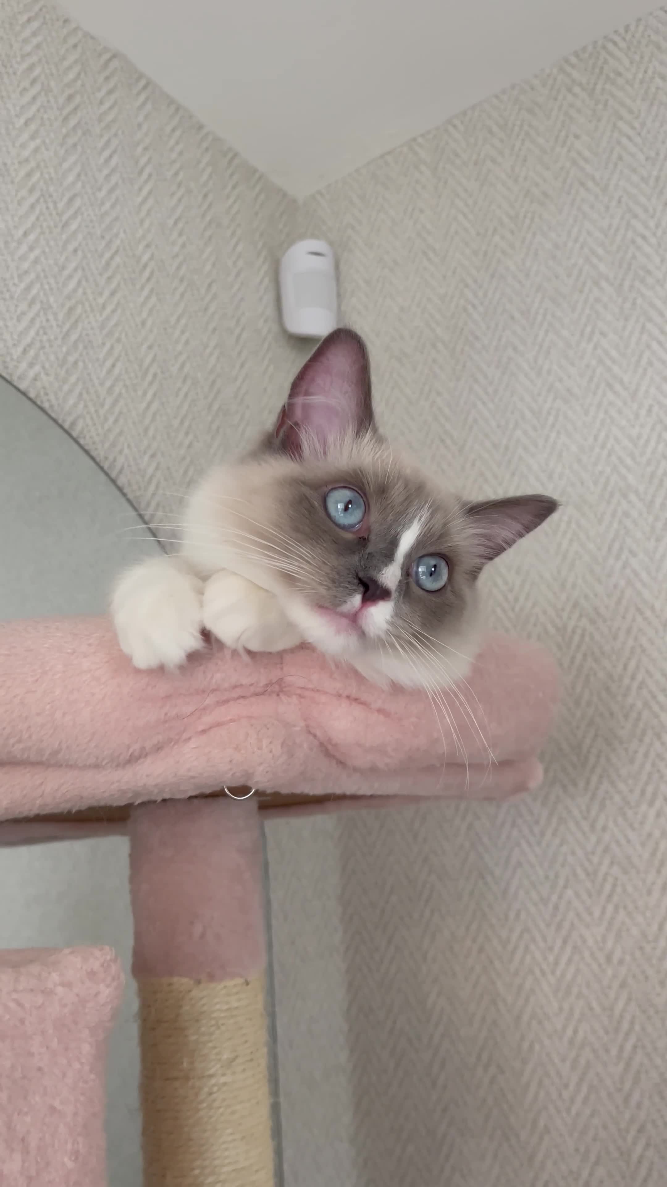 Ragdoll cats for sale: Precious bright blue girl available  - Video 2