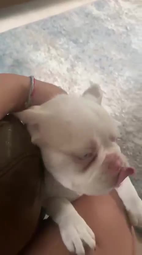 French Bulldog dogs for sale: Family Raised EA Pink English cross French Bulldog - Video 2