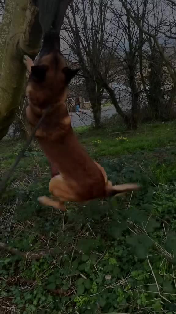 Belgian Shepherd Dog dogs for sale: Belgian shepereds puppy’s - Video 2