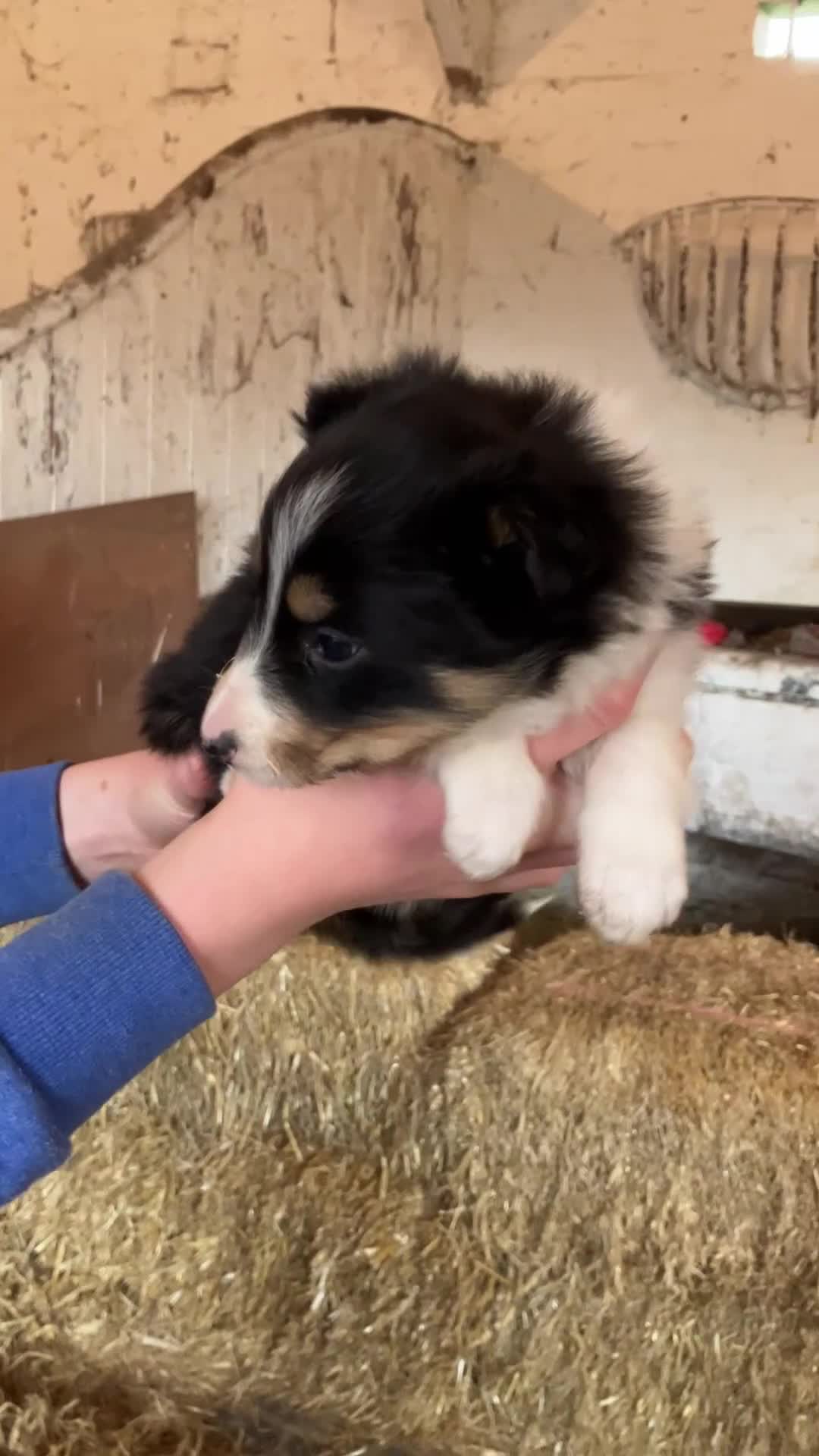 Border Collie dogs for sale: ISDS registered Rough Coat Border Collie Pups  in Nottingham - Video 3