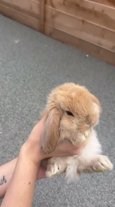 French Lop rabbits for sale: French Lops Buns  - Video 4