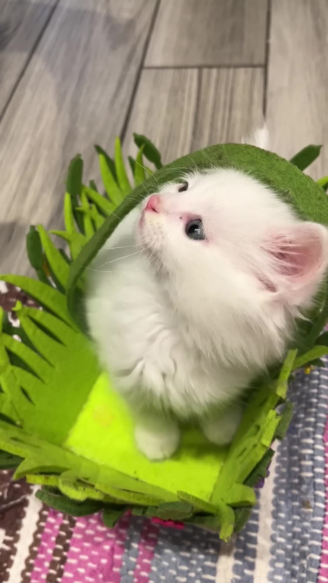 Turkish Angora cats for sale: Turkish Angora Playful Kittens - Video 4