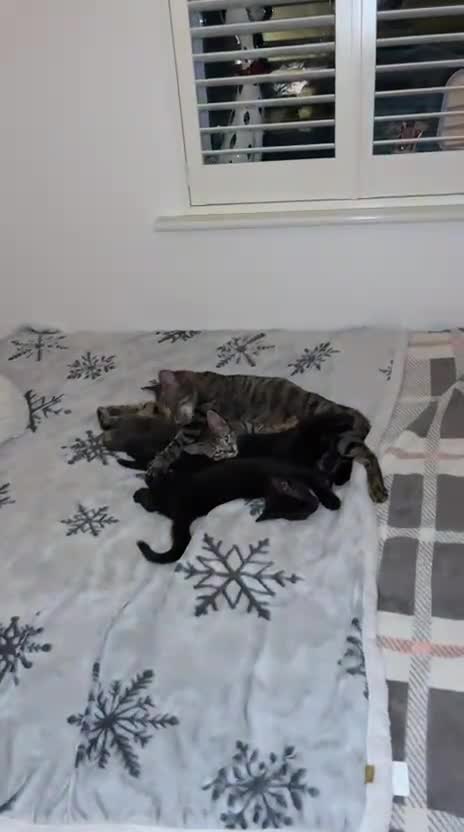 Mixed Breed cats for sale: 3 lovely kittens ready for their new homes 🥰 - Video 1