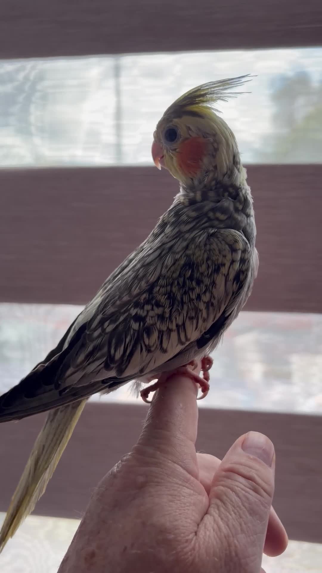 Cockatiels birds for sale: Cockatiel  - Video 1