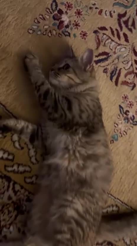 Mixed Breed cats for adoption: PERSE -ADORABLE VERY FRIENDLY KITTEN SPAYED - Video 5