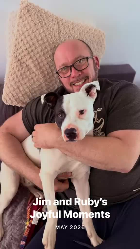 Mixed Breed dogs for sale: Finding a new home for our gorgeous Ruby. in Southampton - Video 1