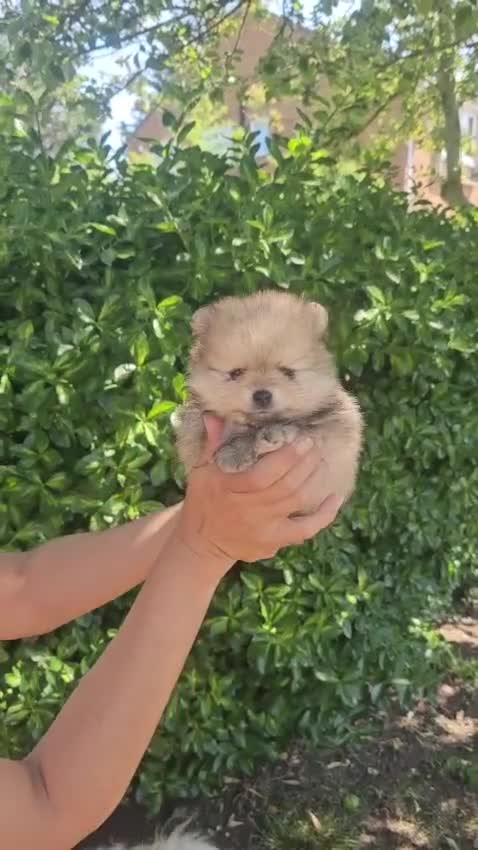 Pomeranian dogs for sale: Show class potential Pomeranians  - Video 3