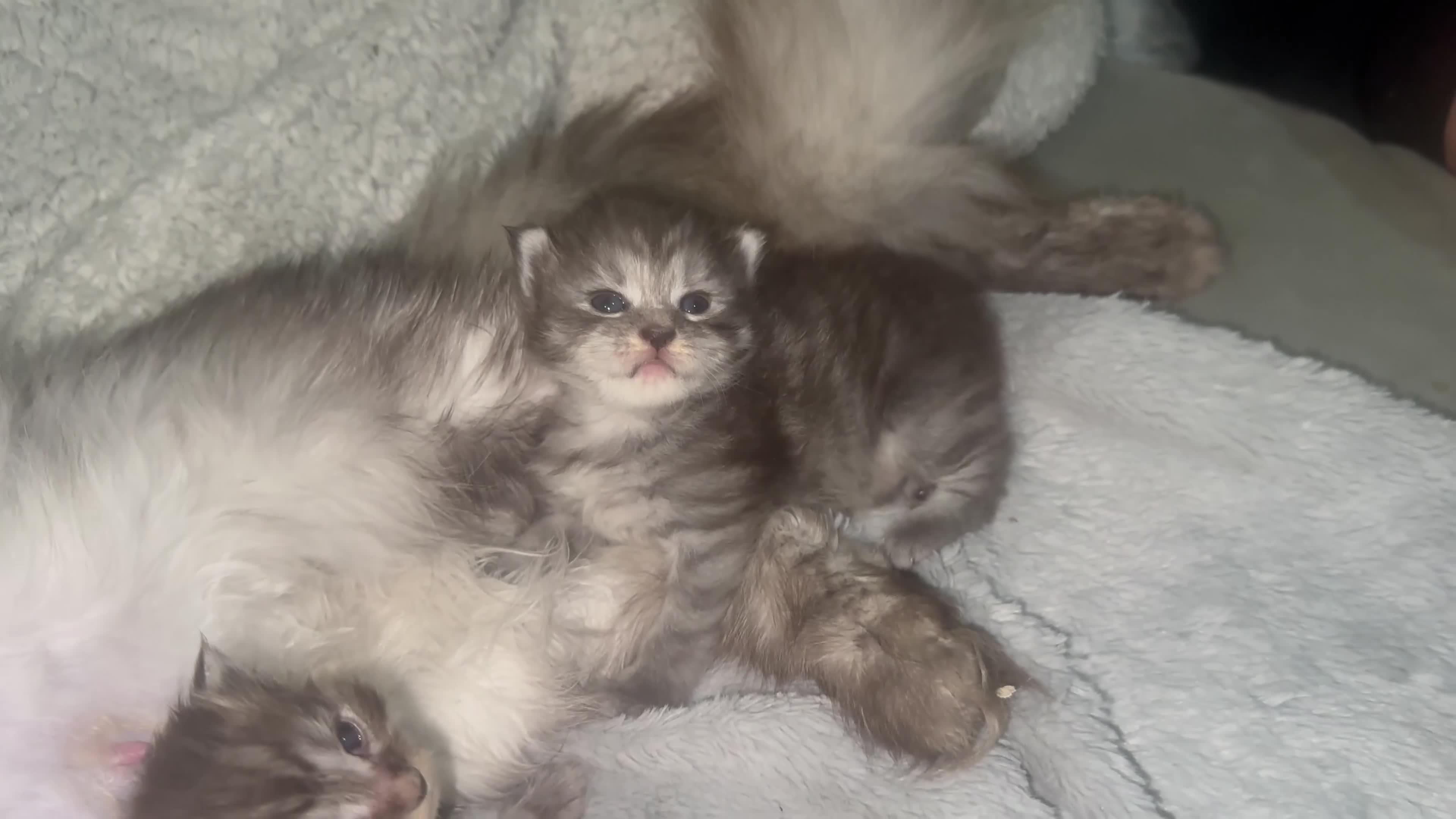 Maine Coon cats for sale: TICA MAINE COON KITTENS - Video 1