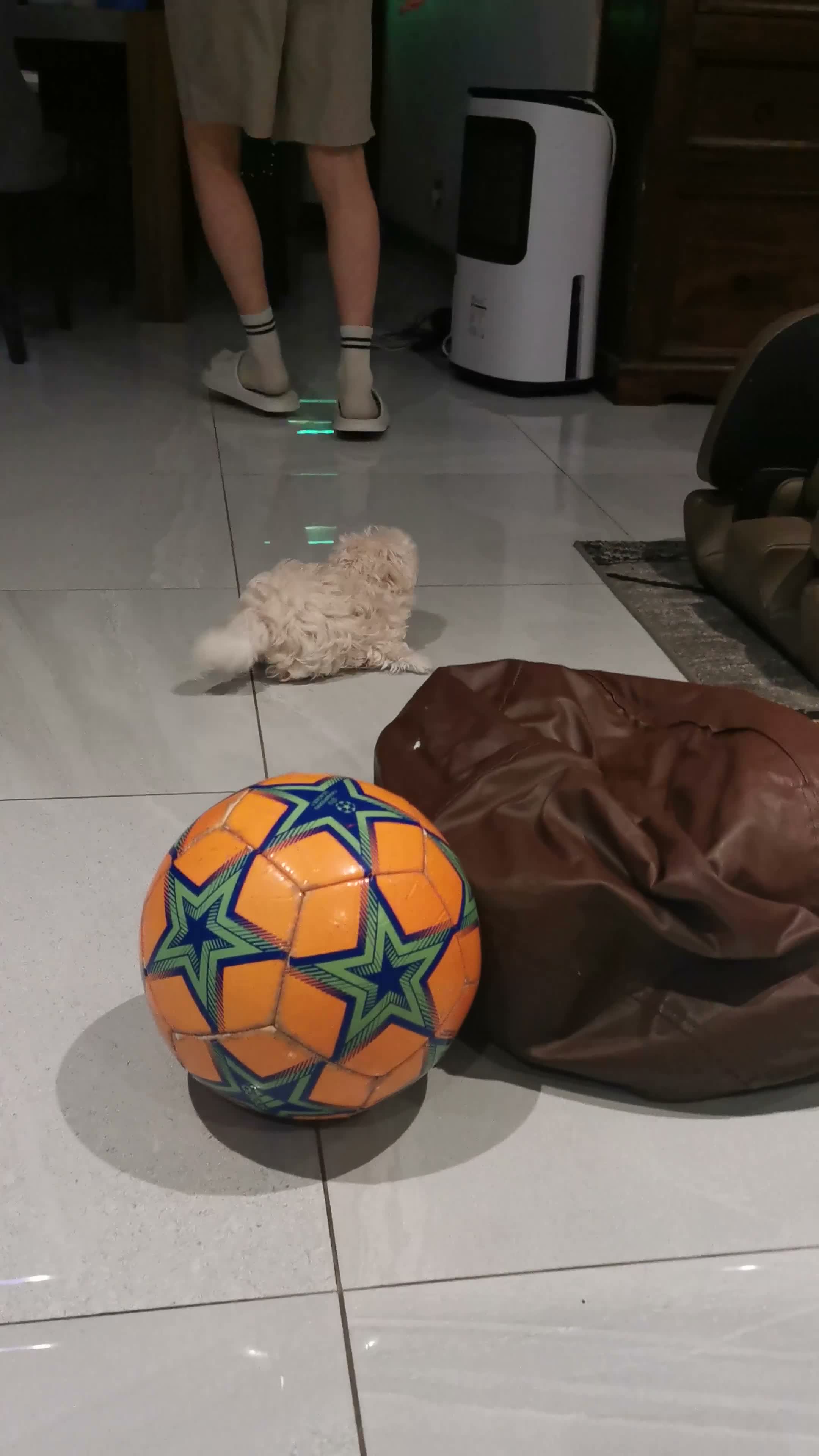 Maltipoo dogs for sale: Maltipoo F1 Toy Size, KC Parents, DNA Tested Clear - Video 3