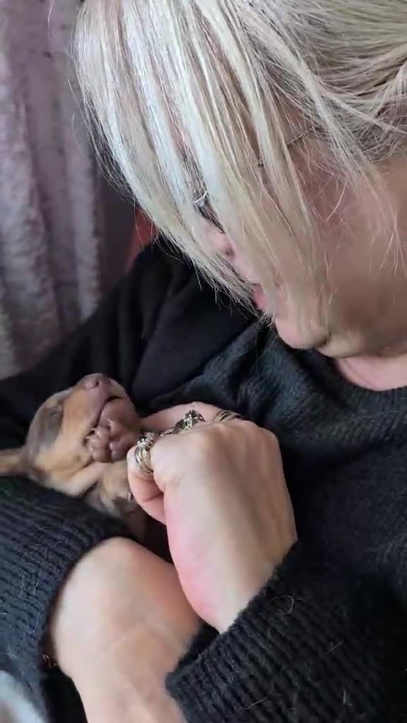 Dachshund dogs for sale: Dachshund puppies - Video 2