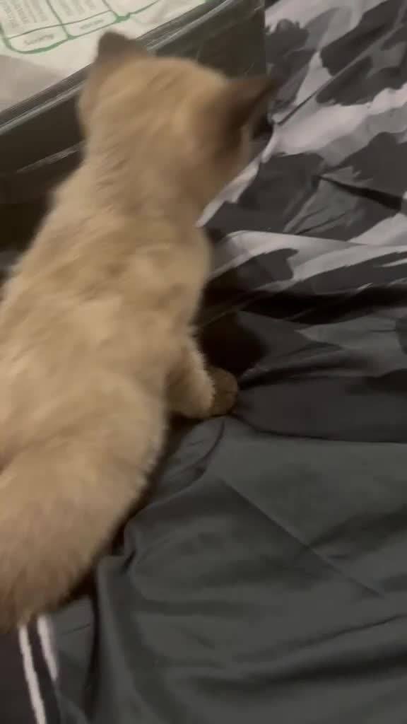 Siamese cats for sale: 2 beautiful kittens for sale a mixed breed  in London - Video 1