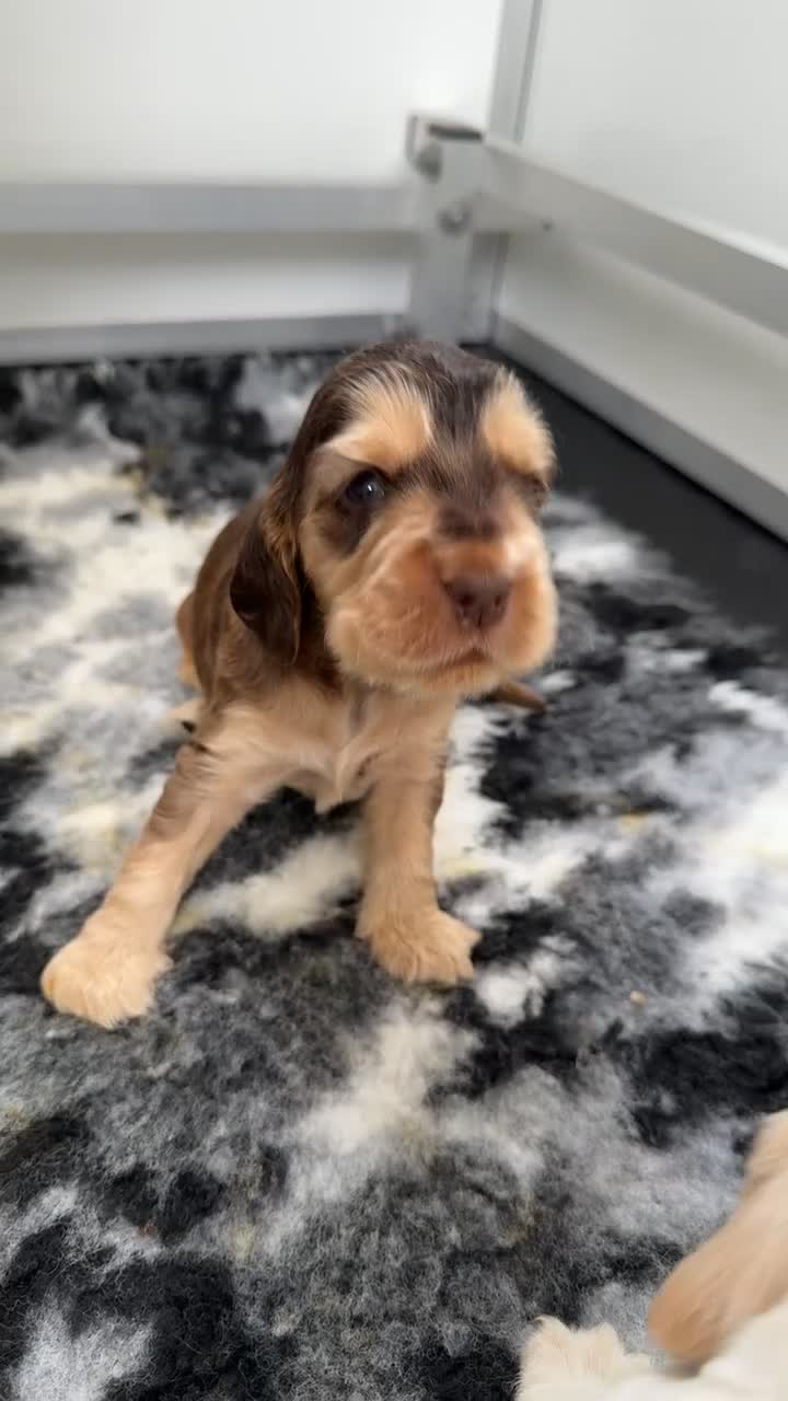 Cocker Spaniel dogs for sale: KC Reg Sable Show Cocker Puppies - Video 1
