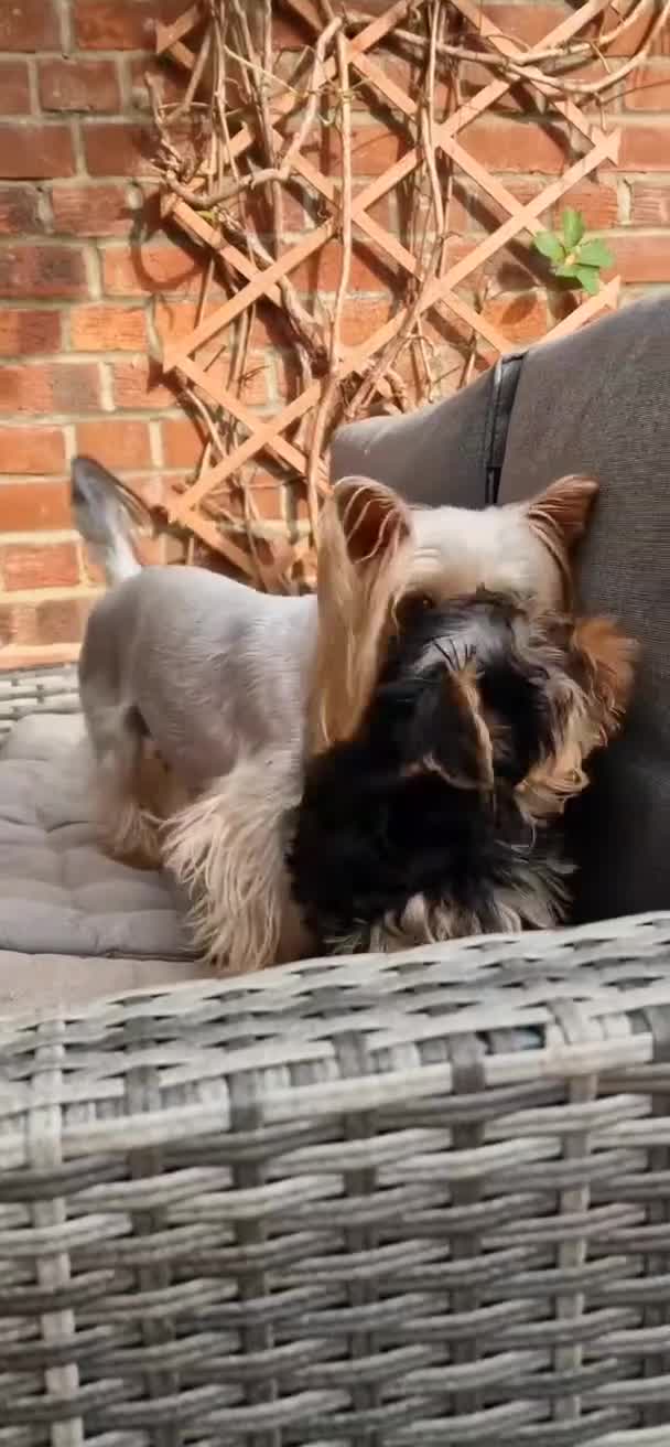 Yorkshire Terrier dogs for sale: Adorable Yorkie Puppies Ready 4 Their Forever Home - Video 1