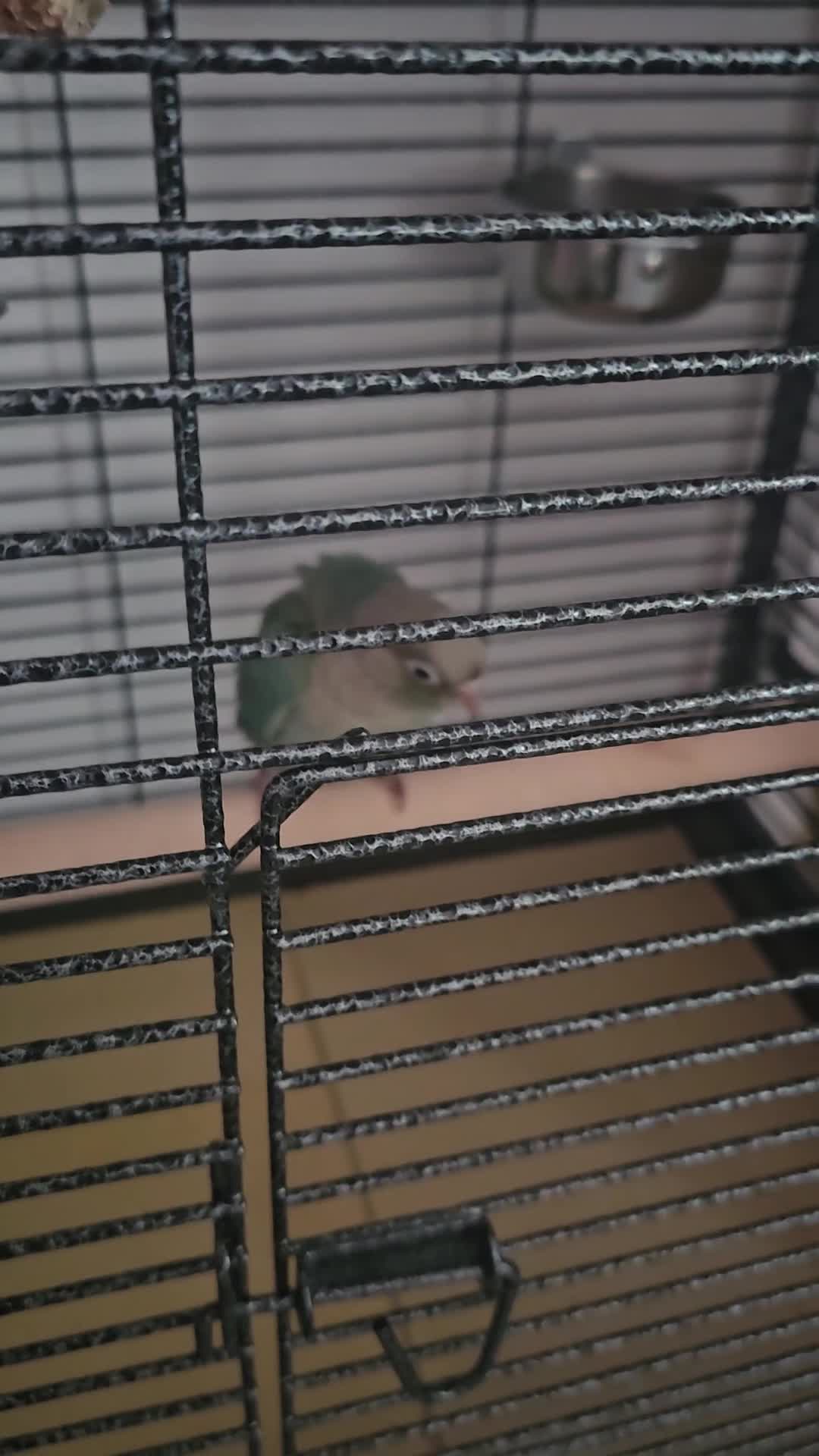 Parrots birds for sale: baby conure parrot teal colour  in Manchester - Video 1