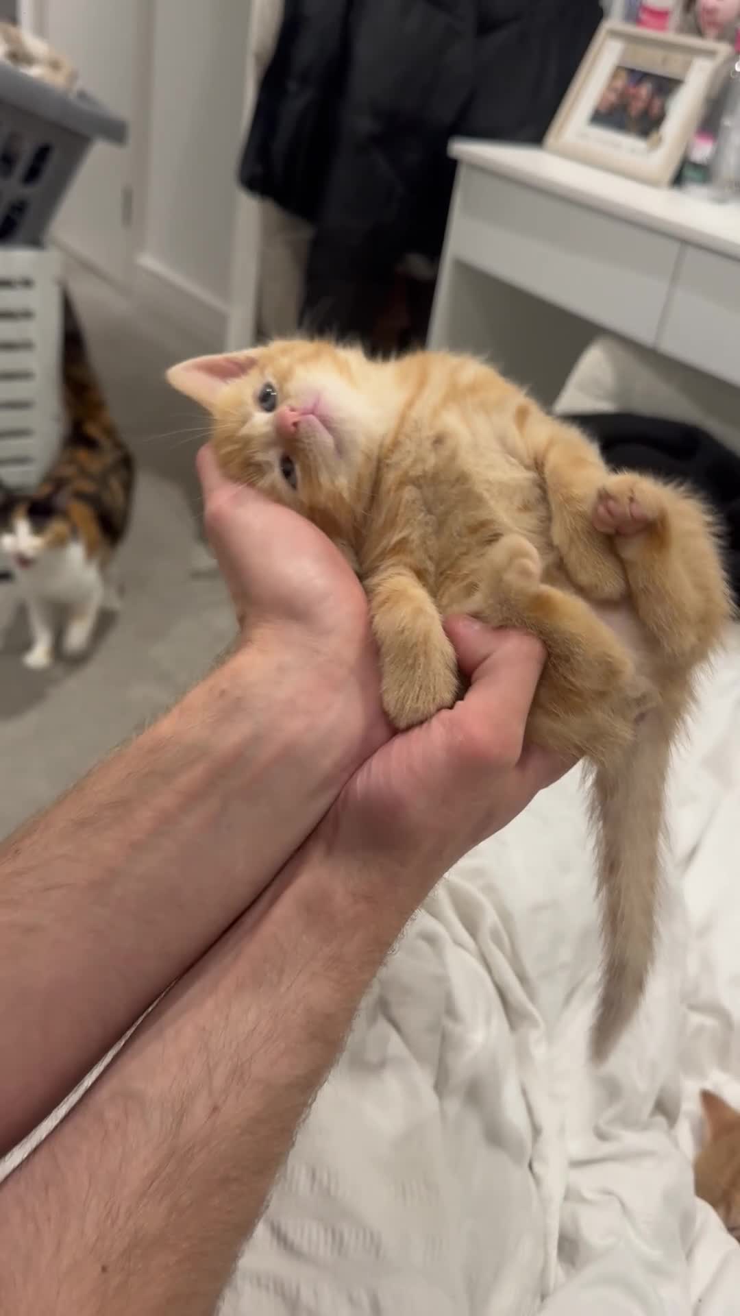 Mixed Breed cats for sale: Two ginger kittens for sale  in Kingston upon Thames - Video 1
