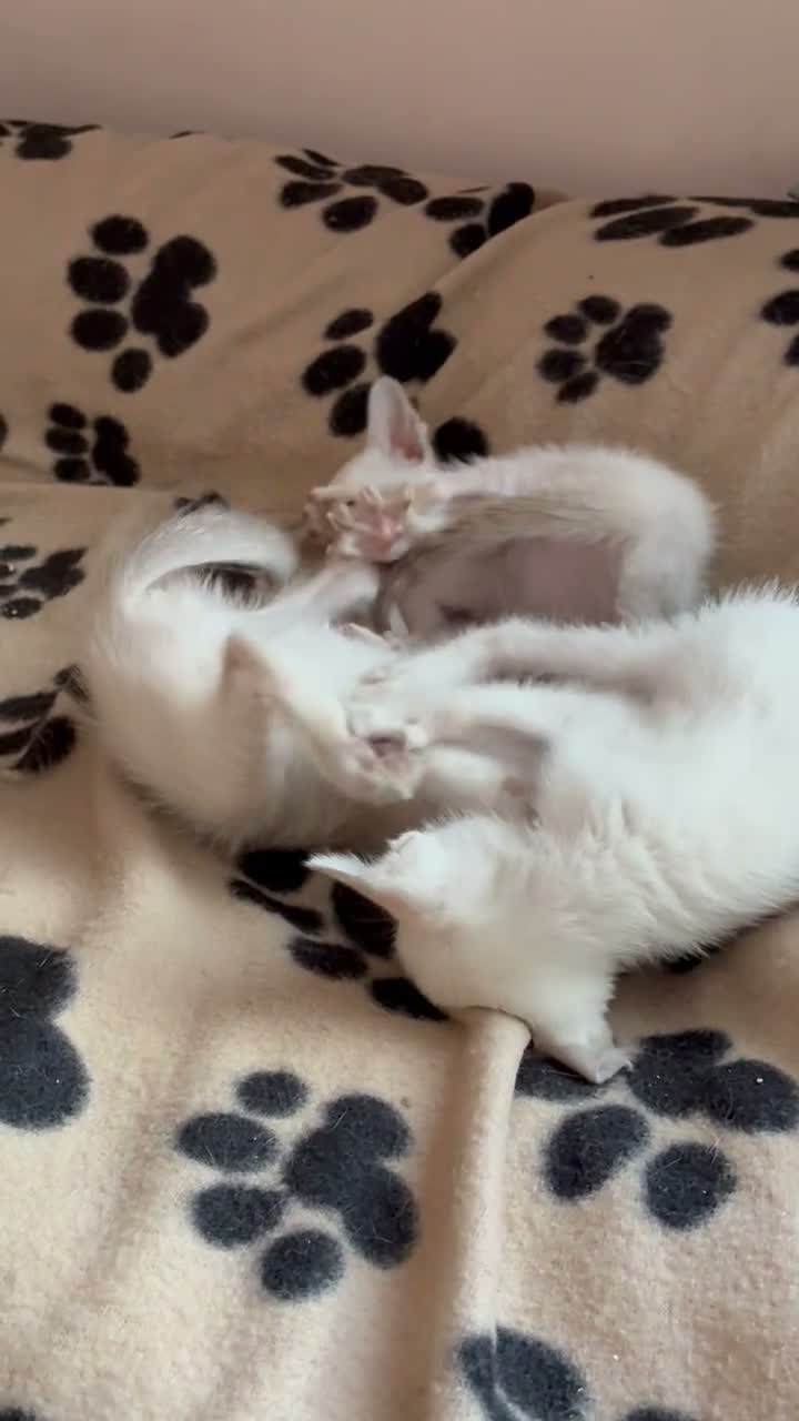 Siamese cats for sale: Healthy beautiful GCCF registered siamese - Video 1