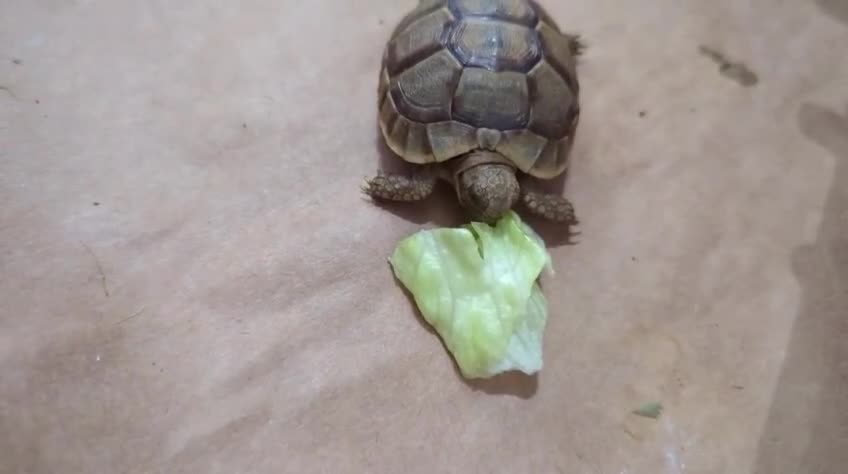 Tortoise reptiles for sale: Greek Spur Baby Tortoises Hatched 2025 - Video 5