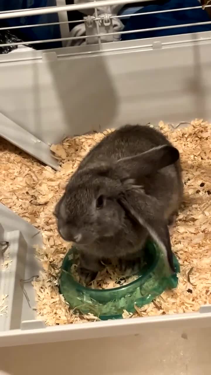 Flemish rabbits for sale: Bunny comes with everything  - Video 1