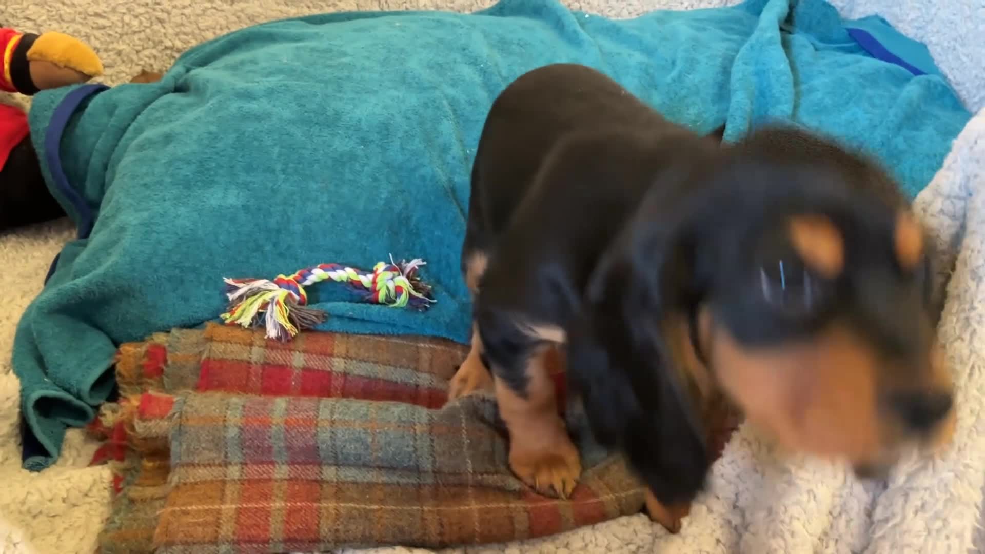 Cockalier dogs for sale: Cockalier  in Doncaster - Video 1