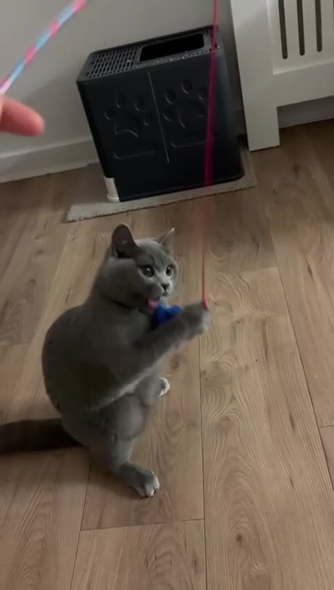 British Shorthair cats for sale: Blue British Shorthair Looking for a Loving Home💕 - Video 3