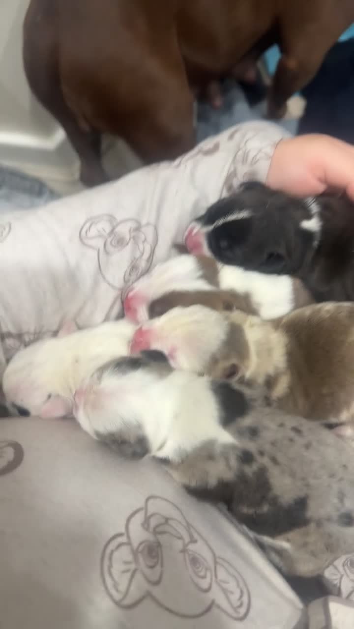 American Bully dogs for sale: Stunning Pocket Bully pups paymentplans available - Video 1