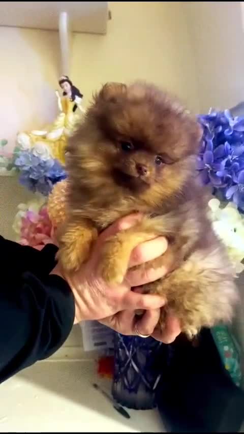 Pomeranian dogs for sale: 🐾✨ last Adorable Pomeranian Puppy For Sale ✨🐾 - Video 1