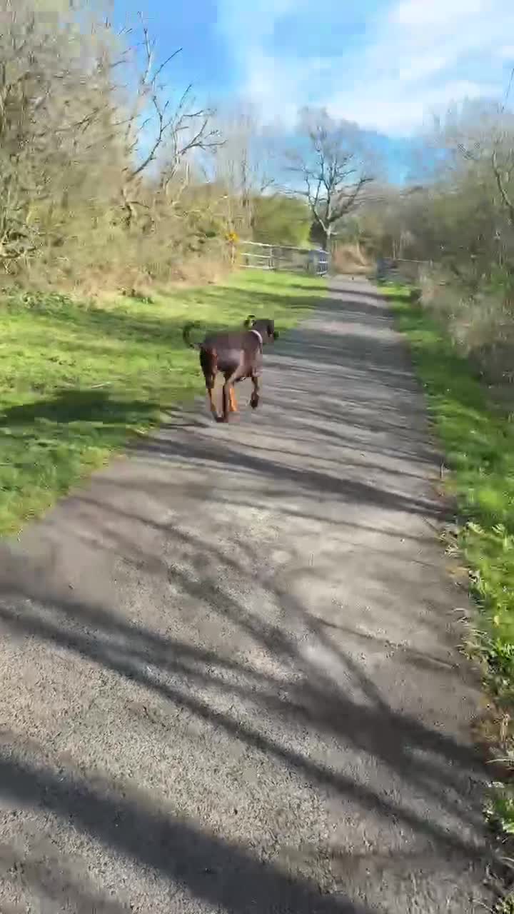 Dobermann dogs for sale: Girl Doberman  - Video 2