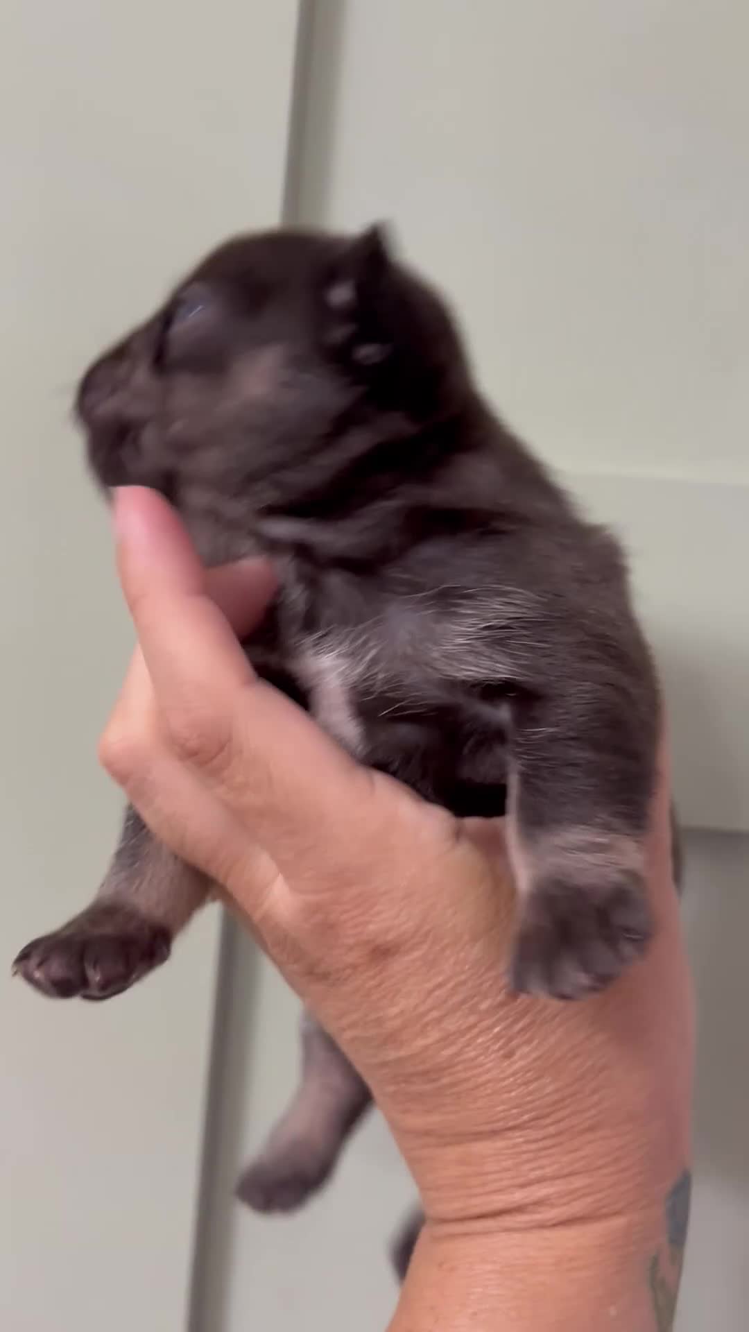 French Bulldog dogs for sale: Beautiful KC Registered French bulldog puppies in London - Video 5