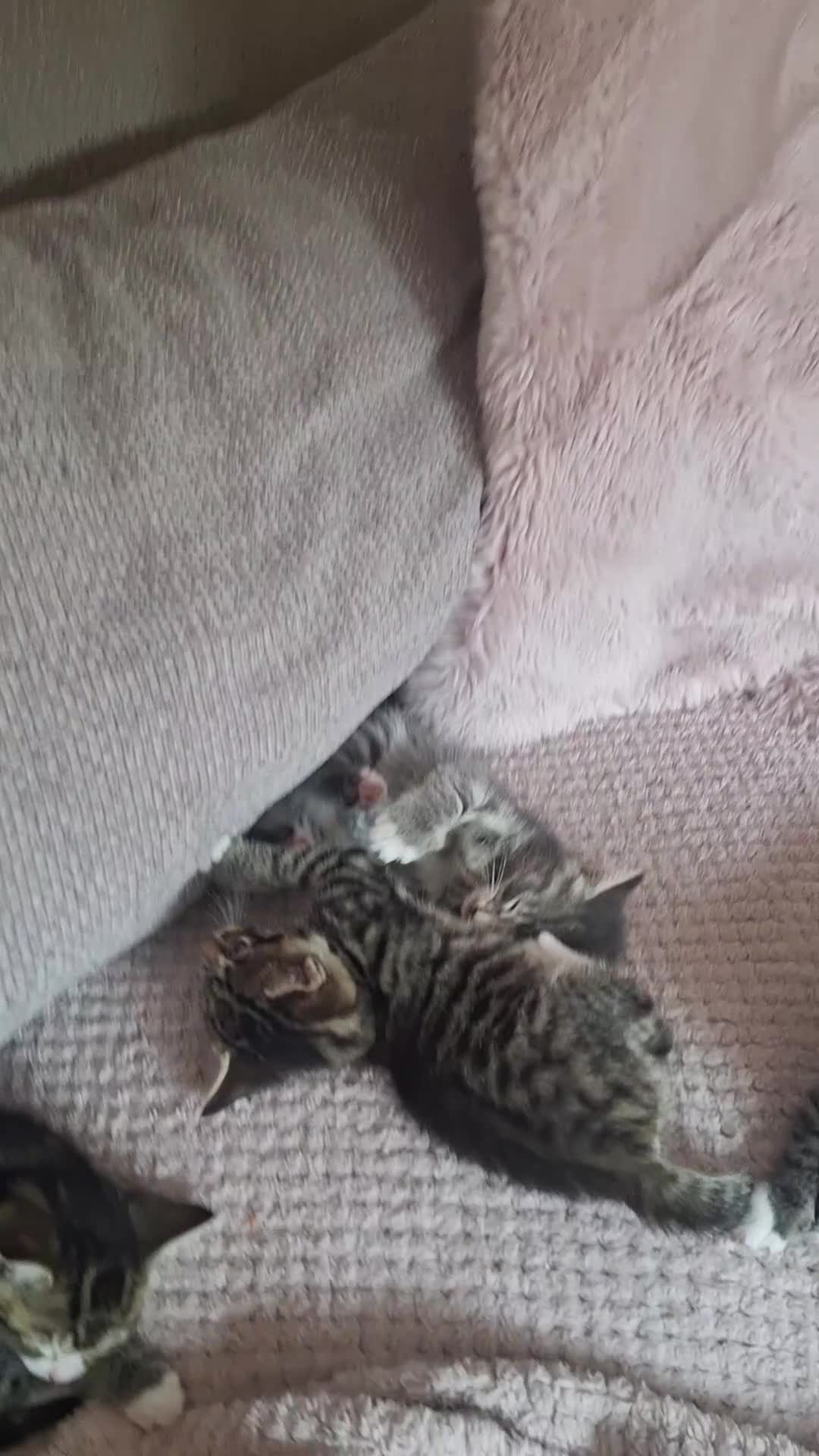 Mixed Breed cats for sale: Gorgeous kittens  - Video 2