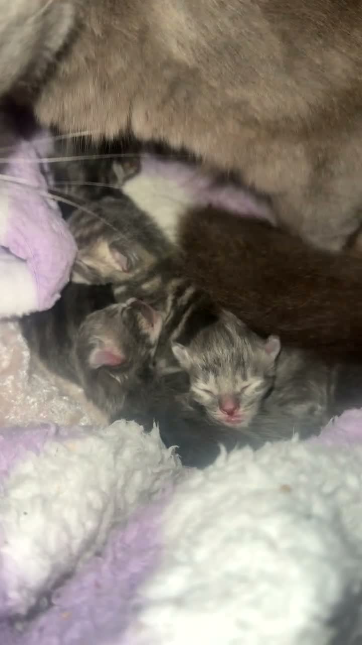Mixed Breed cats for sale: Stunning Grey and Cream Kittens  - Video 1