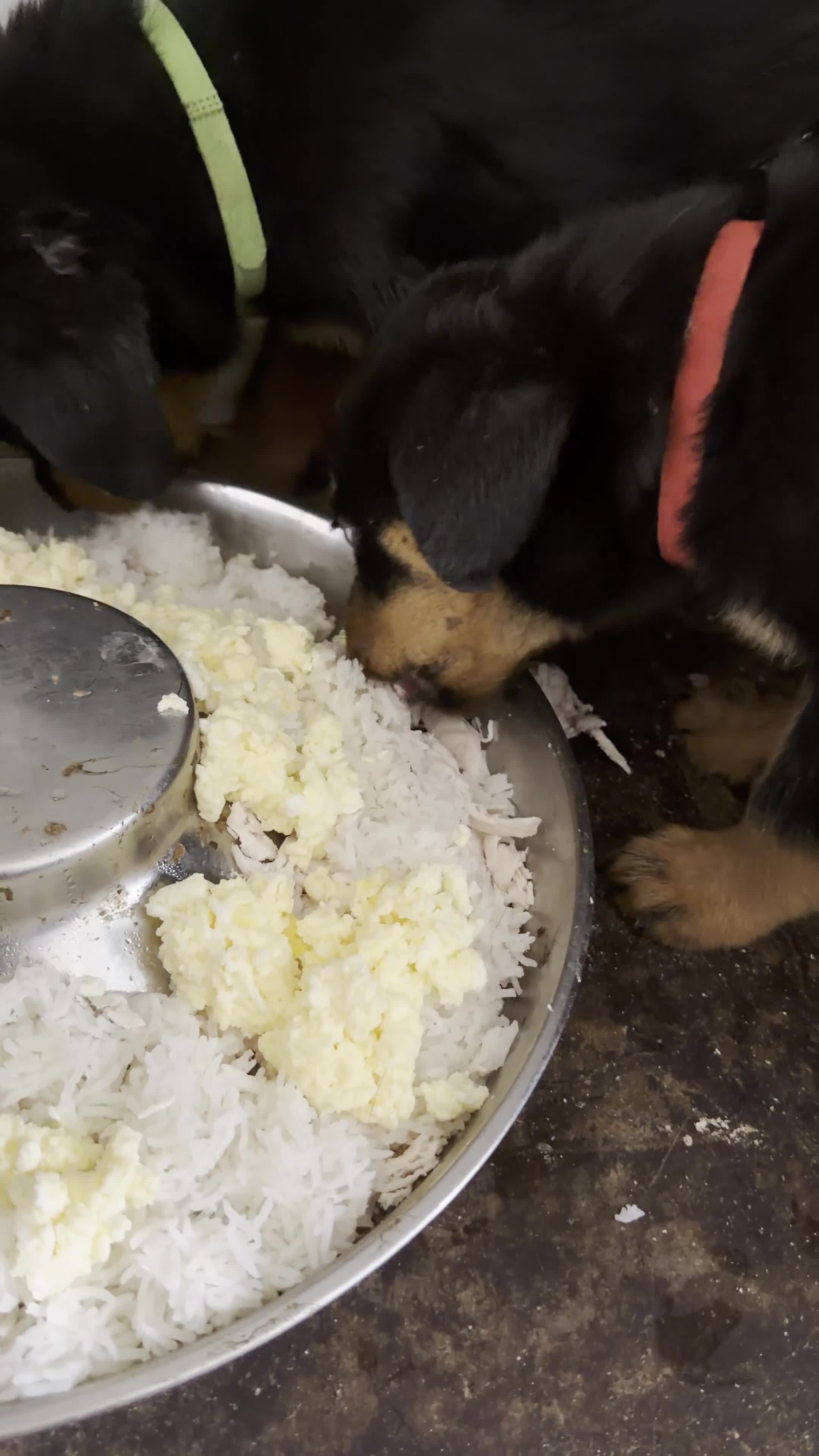 Rottweiler dogs for sale: 1 Girl left Pedigree Registered Rottweiler Puppies - Video 1
