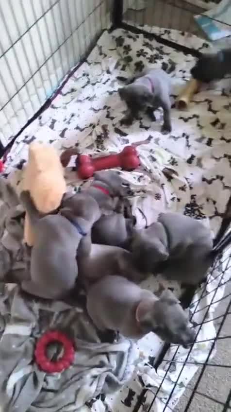 Staffordshire Bull Terrier dogs for sale: Blue Staffordshire Bull Terrier puppies, KC reg. - Video 1