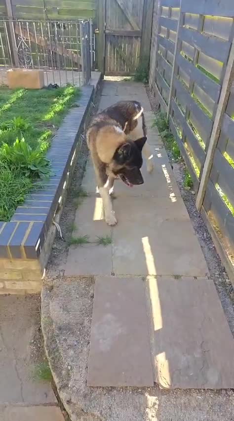 Akita dogs for sale: 8 Year old American Akita needing a home ASAP - Video 3