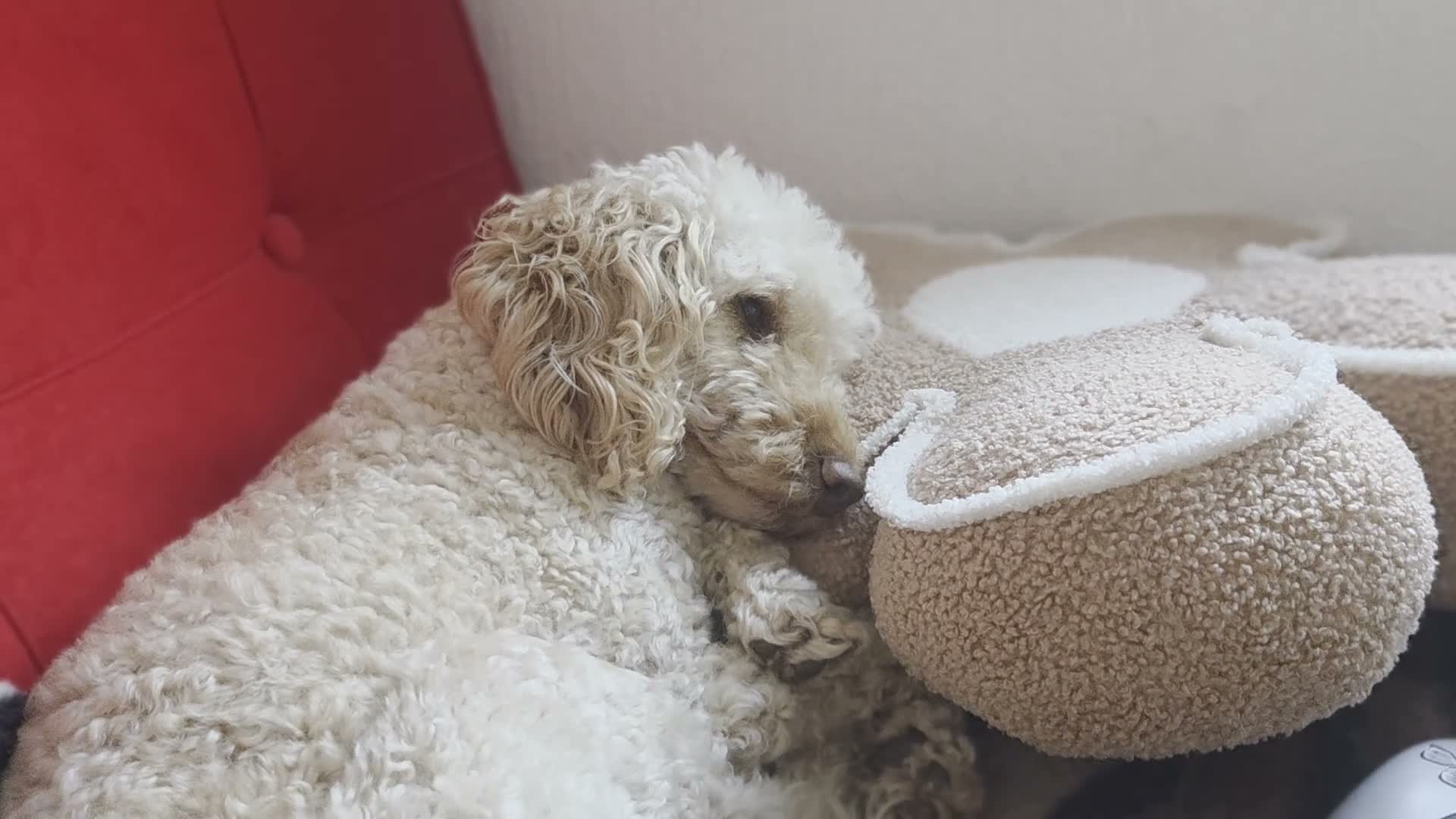 Miniature Poodle dogs for sale: Mini poodle in Burnley - Video 1