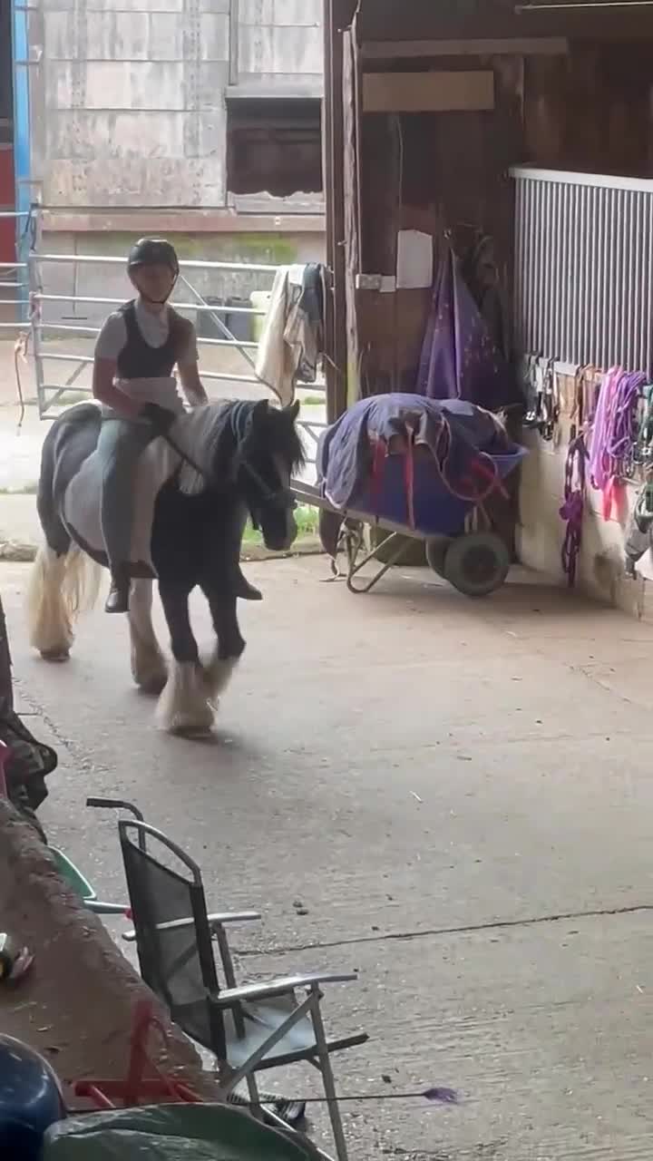 Irish Cob horses for sale: Light work/ companion pony very kind and gentle  - Video 3