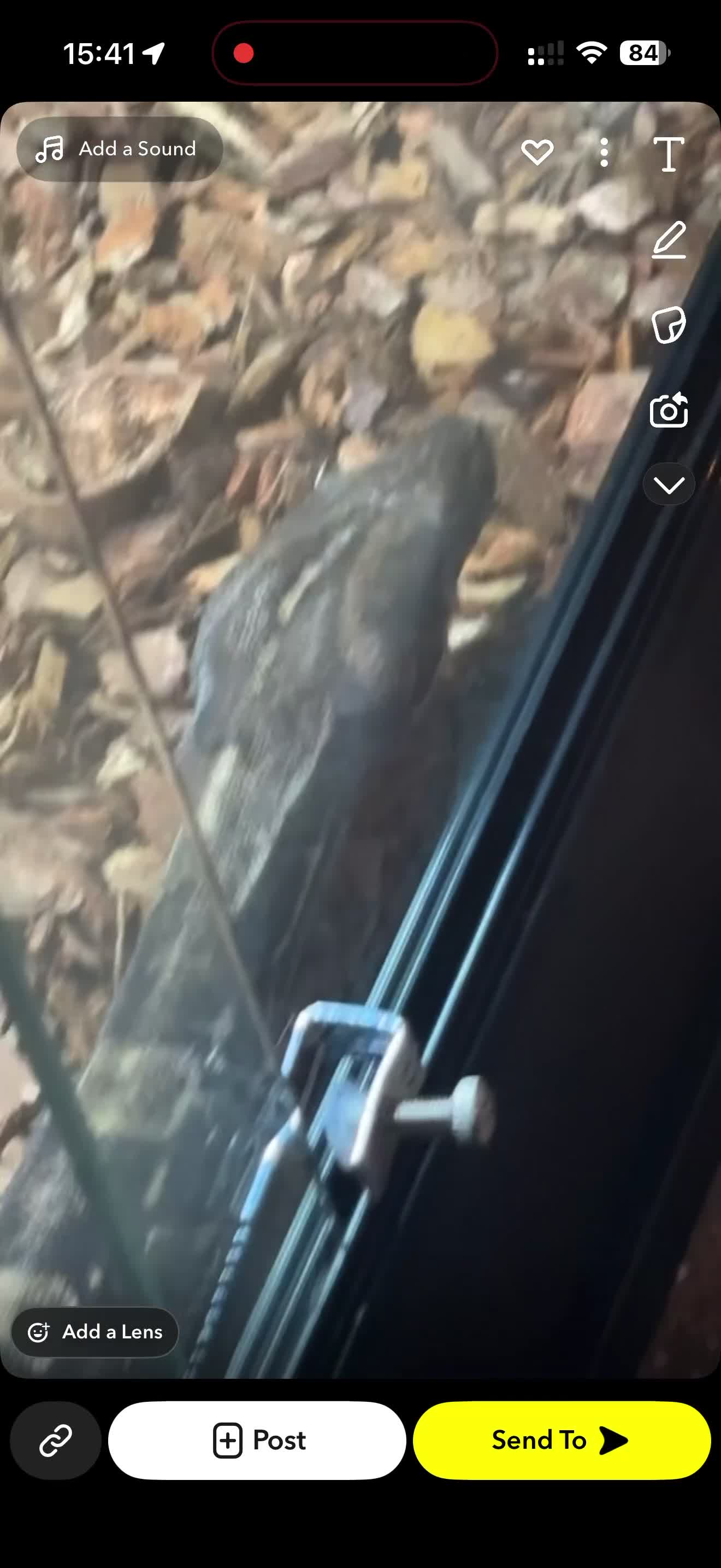 Boa Snake reptiles for sale: LOOKING FOR NEW HOME ASAP - Video 3