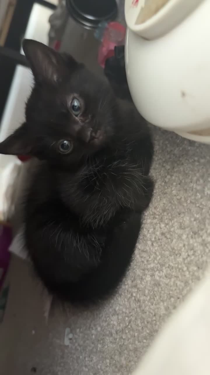Mixed Breed cats for sale: black kittens  - Video 2