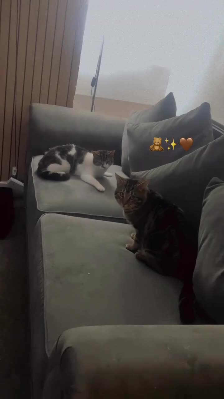 Mixed Breed cats for sale: Female cat for sale  - Video 1