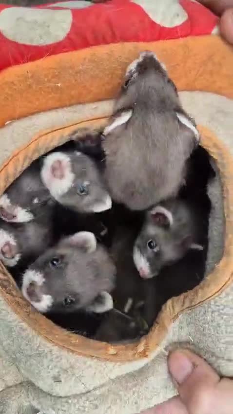 Ferret rodents for sale: Micro eu ferrets at 4 girls left 6 boys  - Video 1