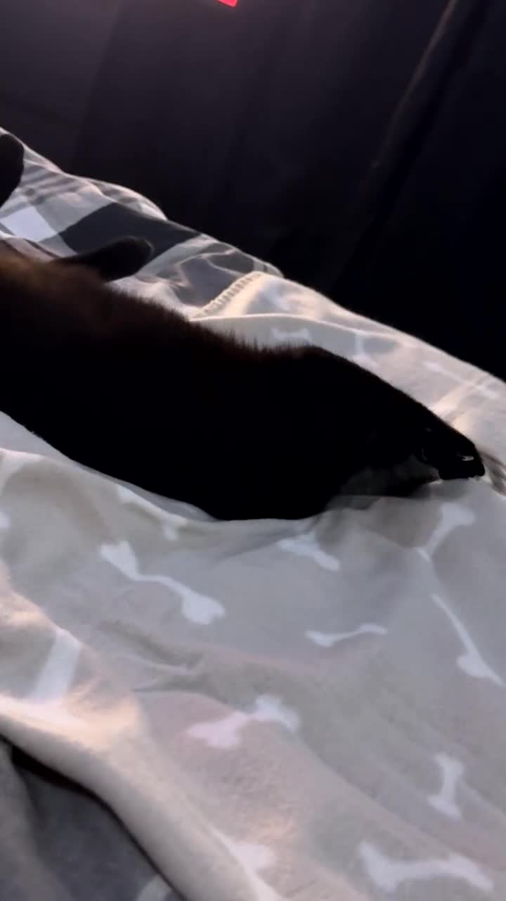 Mixed Breed cats for sale: Kitten for a good home  - Video 1