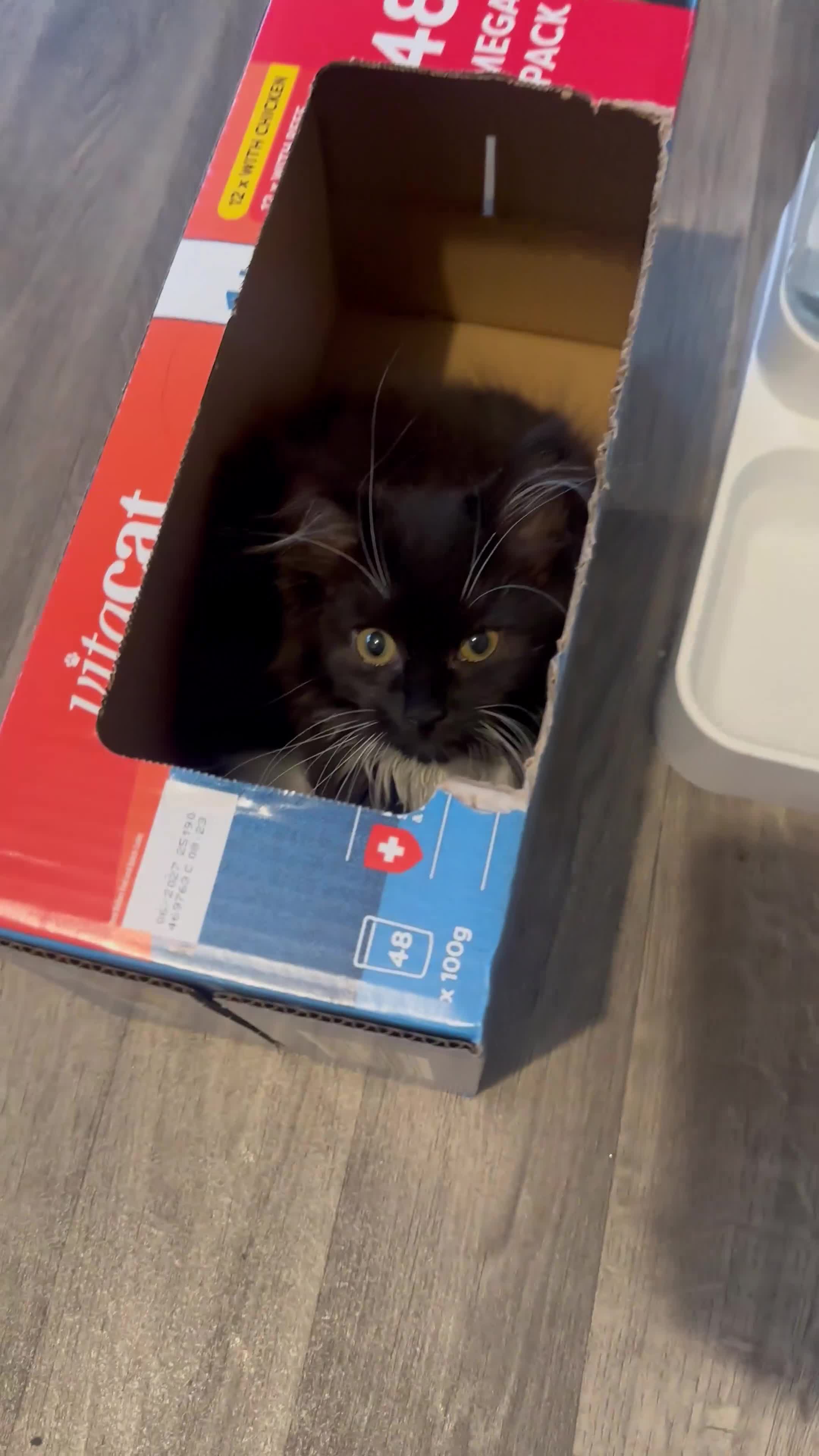 Mixed Breed cats for sale: Adorable boy available now! - Video 1