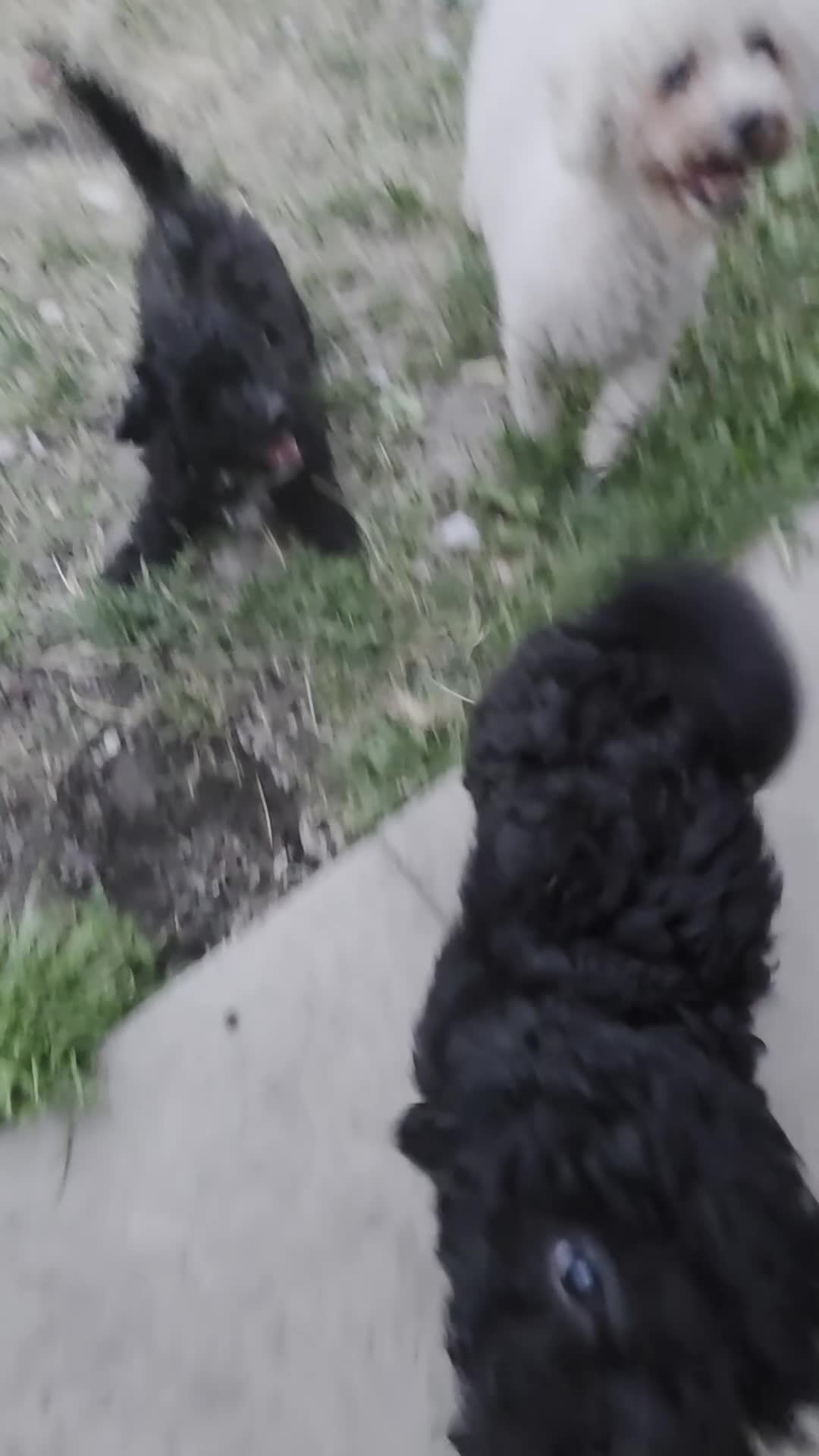 Poochon dogs for sale: 2 beautiful poochon puppys black n white for sale  - Video 1