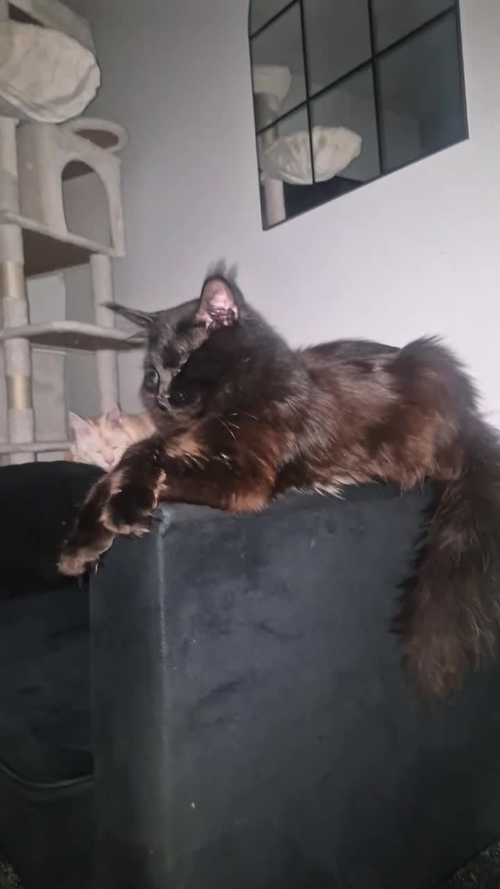 Maine Coon cats for sale: 5 beautiful maine coons left  - Video 1