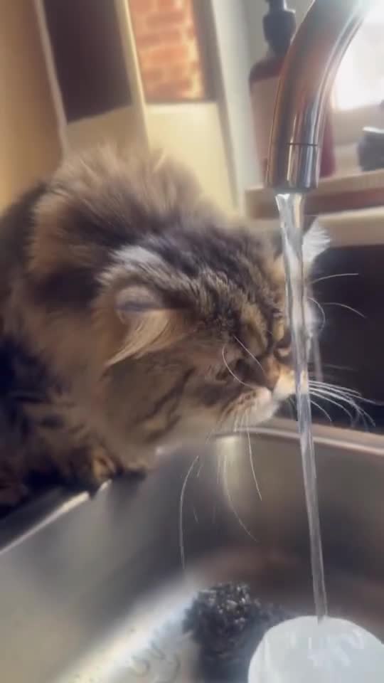 Persian cats for stud: Proven Persian Stud Cat  - Video 1
