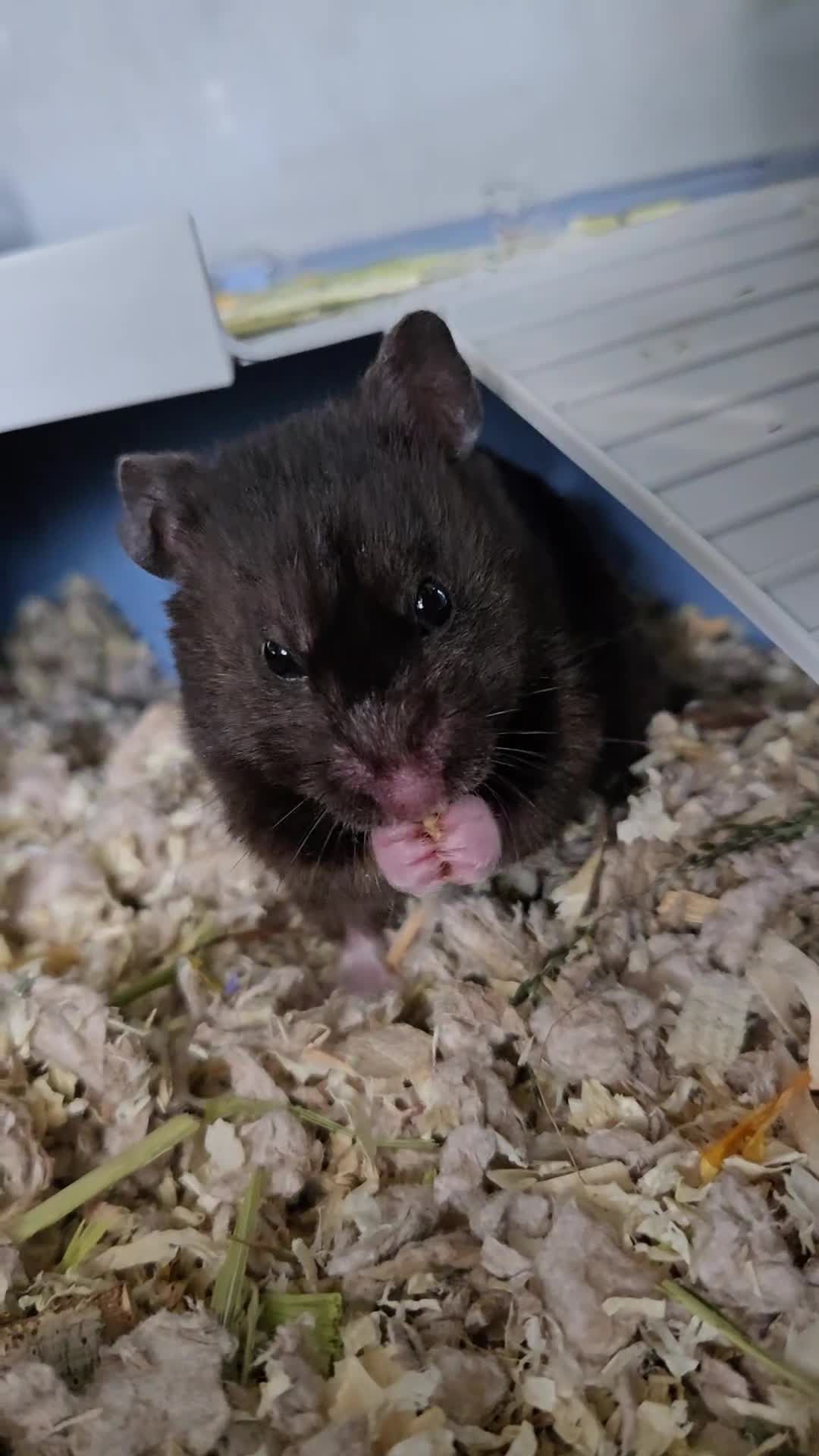 Hamster rodents for sale: Hamster and gerbilarium  in Stoke-on-Trent - Video 1
