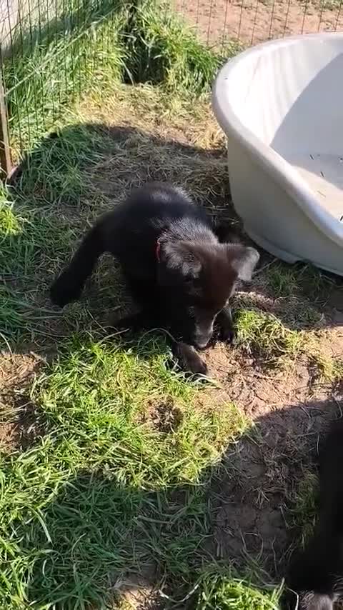 German Shepherd dogs for sale: 6 Beautiful German Shepherd Puppies (3 LEFT) - Video 2