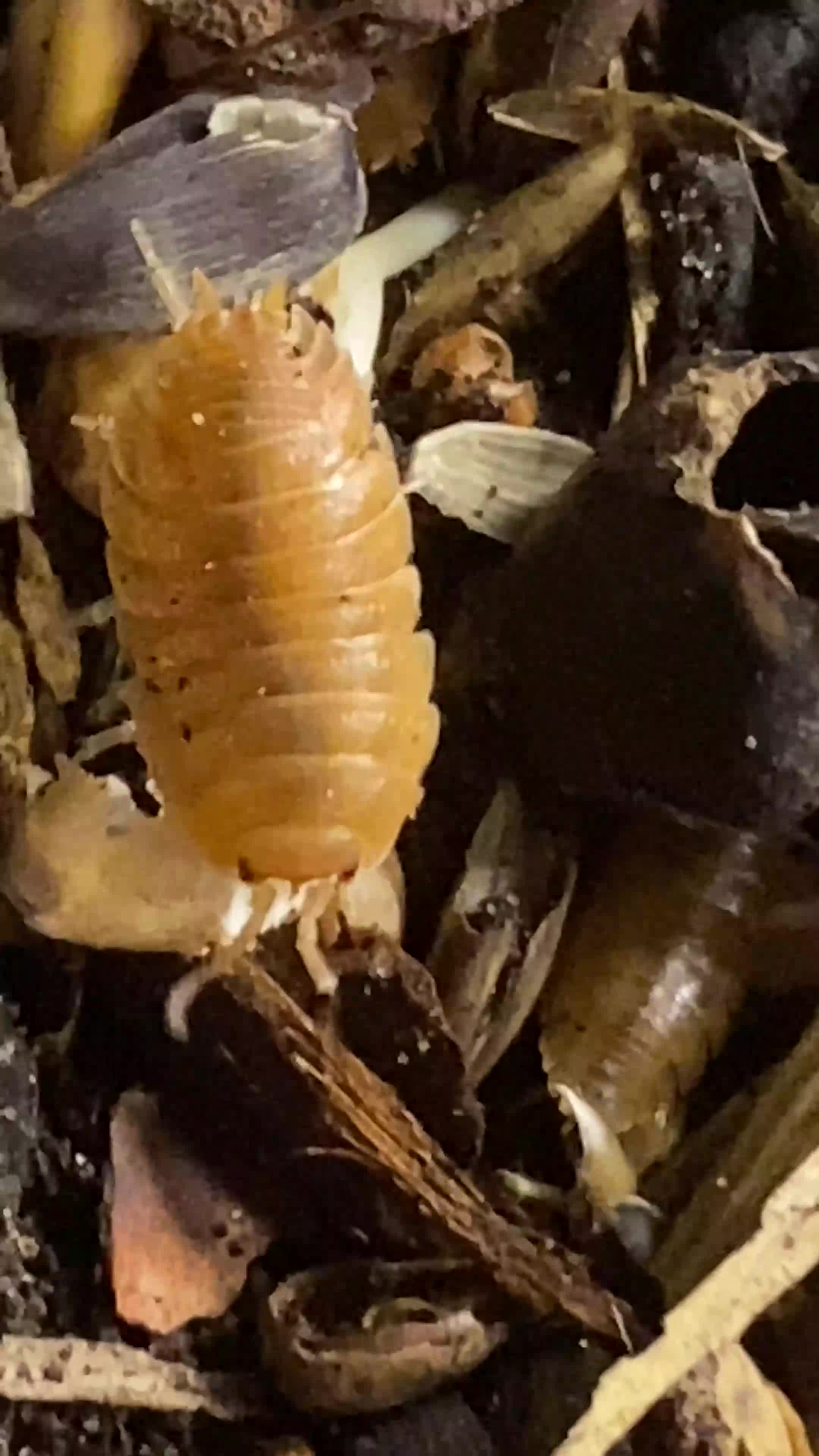 Isopods invertebrates for sale: Orange isopods, Porcelio Laevis,  Clean Up Crew - Video 1