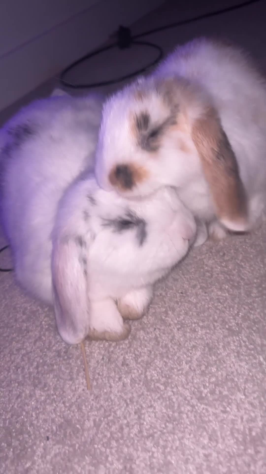 Mini Lop rabbits for sale: Bobbie the bunny  - Video 1